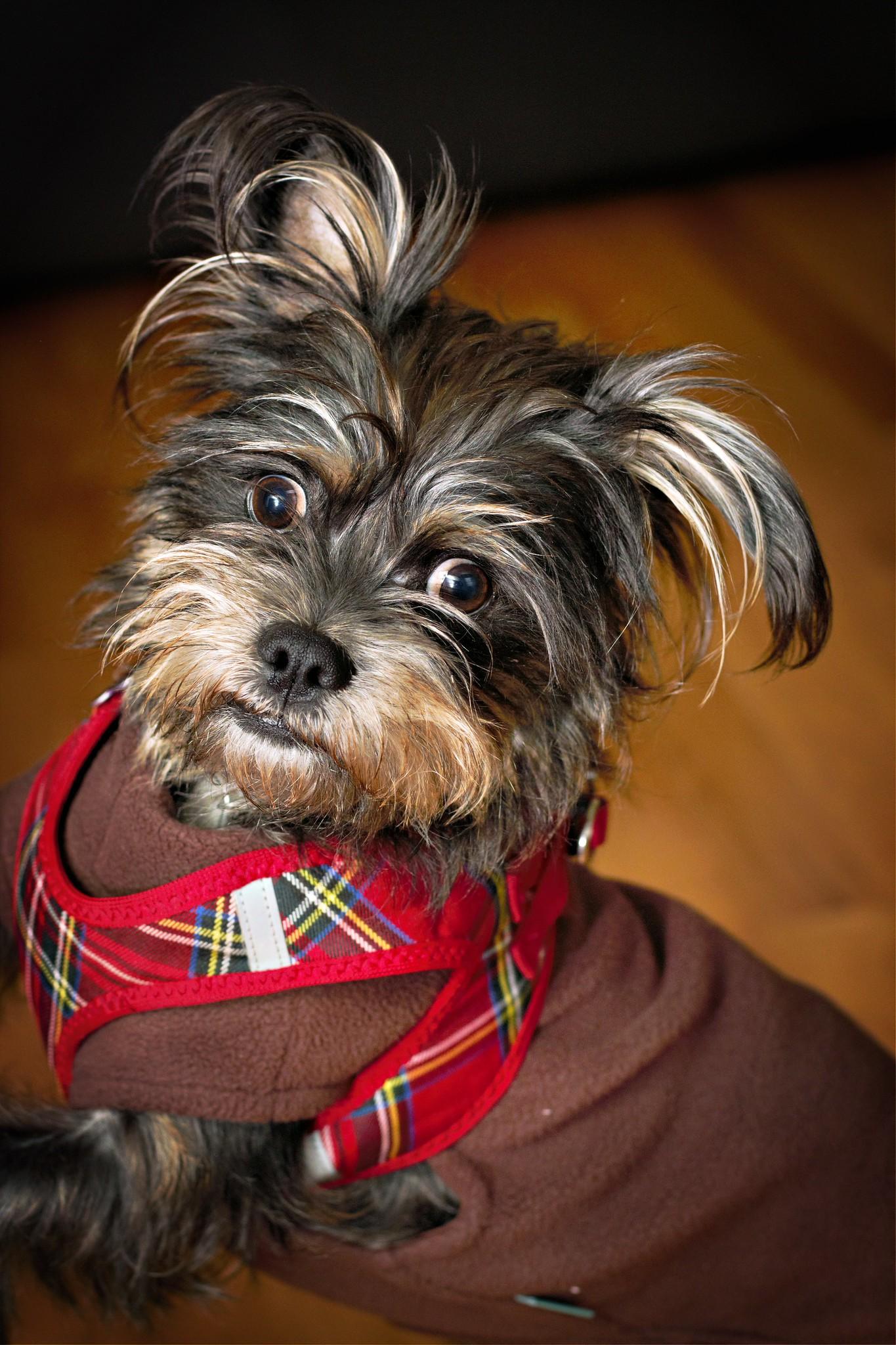Enlarge Jack Frost (watch my video), a ADOPTABLE mixed breed in Ellicott City, MD image 1/6