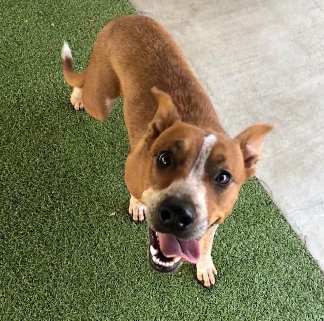 Enlarge Phoenix, a ADOPTABLE mixed breed in Fayetteville, AR image 4/4