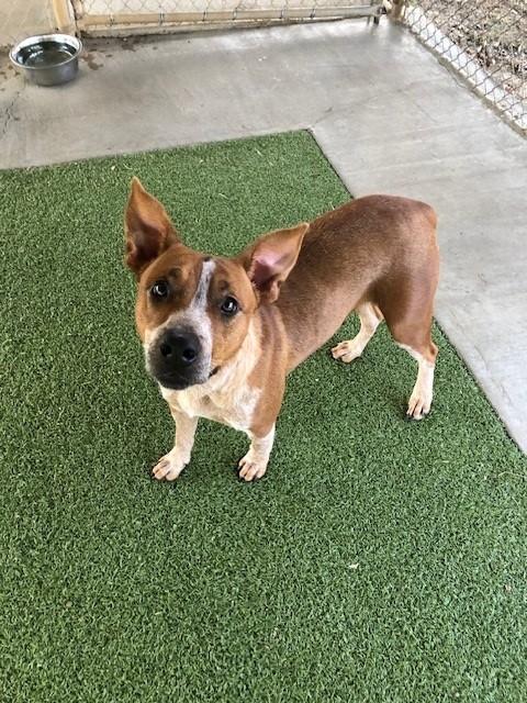 Phoenix, ADOPTABLE, Adult Female Cattle Dog & Pit Bull Terrier.