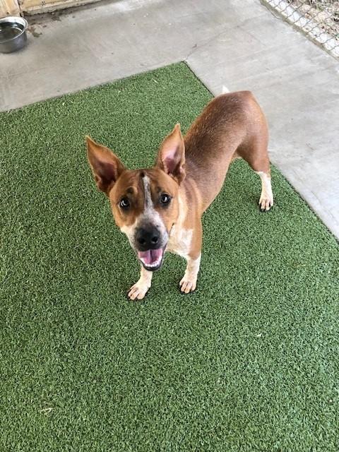 Enlarge Phoenix, a ADOPTABLE mixed breed in Fayetteville, AR image 2/4