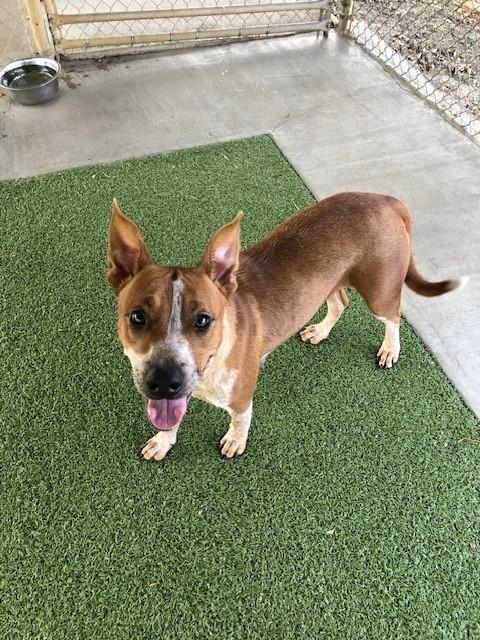 Enlarge Phoenix, a ADOPTABLE mixed breed in Fayetteville, AR image 3/4