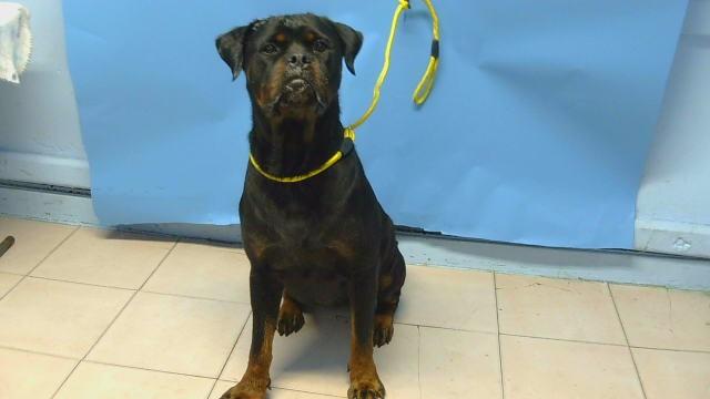 ROXY, Adoptable, Adult Female Rottweiler.