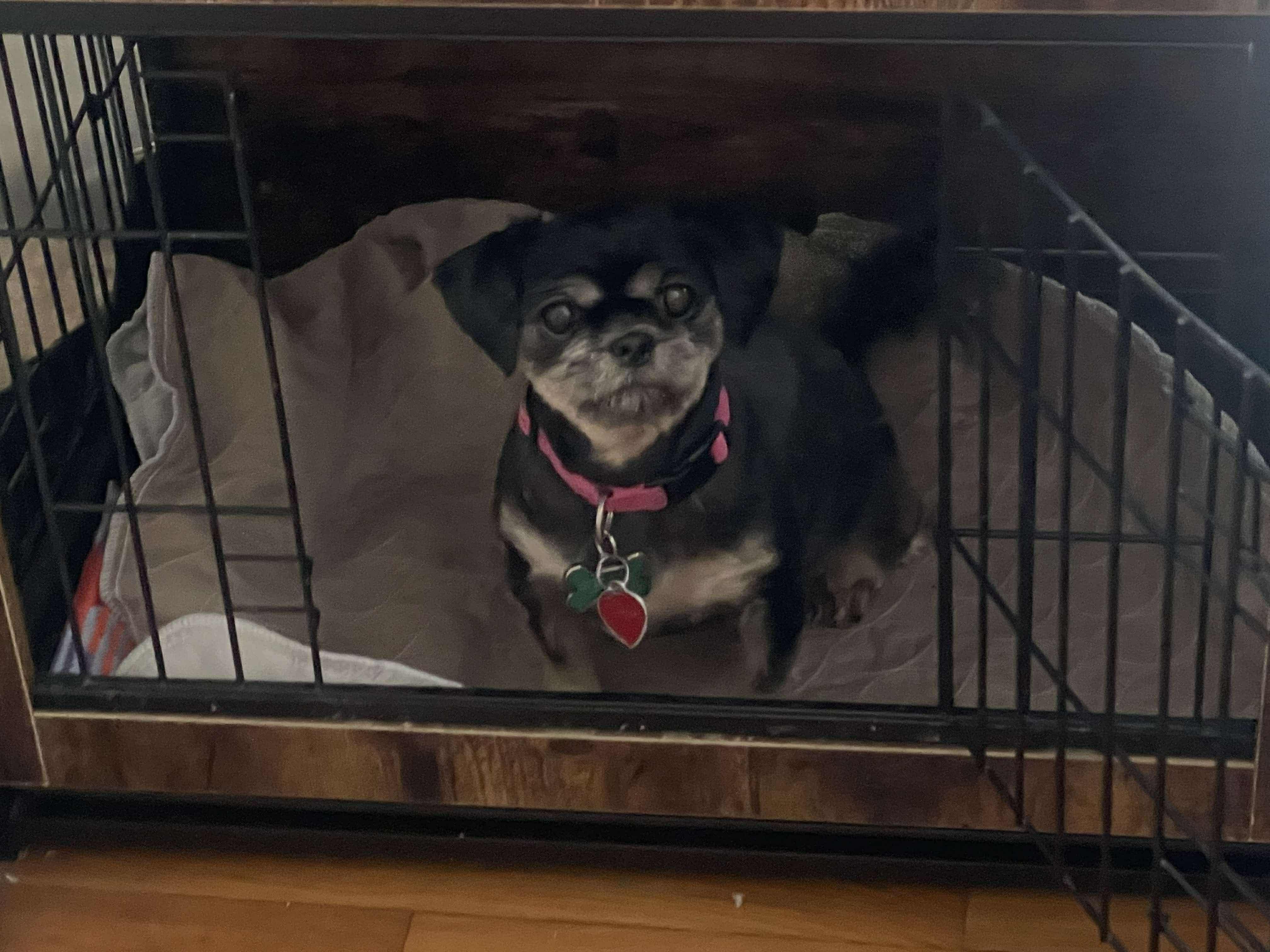 Enlarge Lola, a Adopted mixed breed in New Milford, CT image 1/6