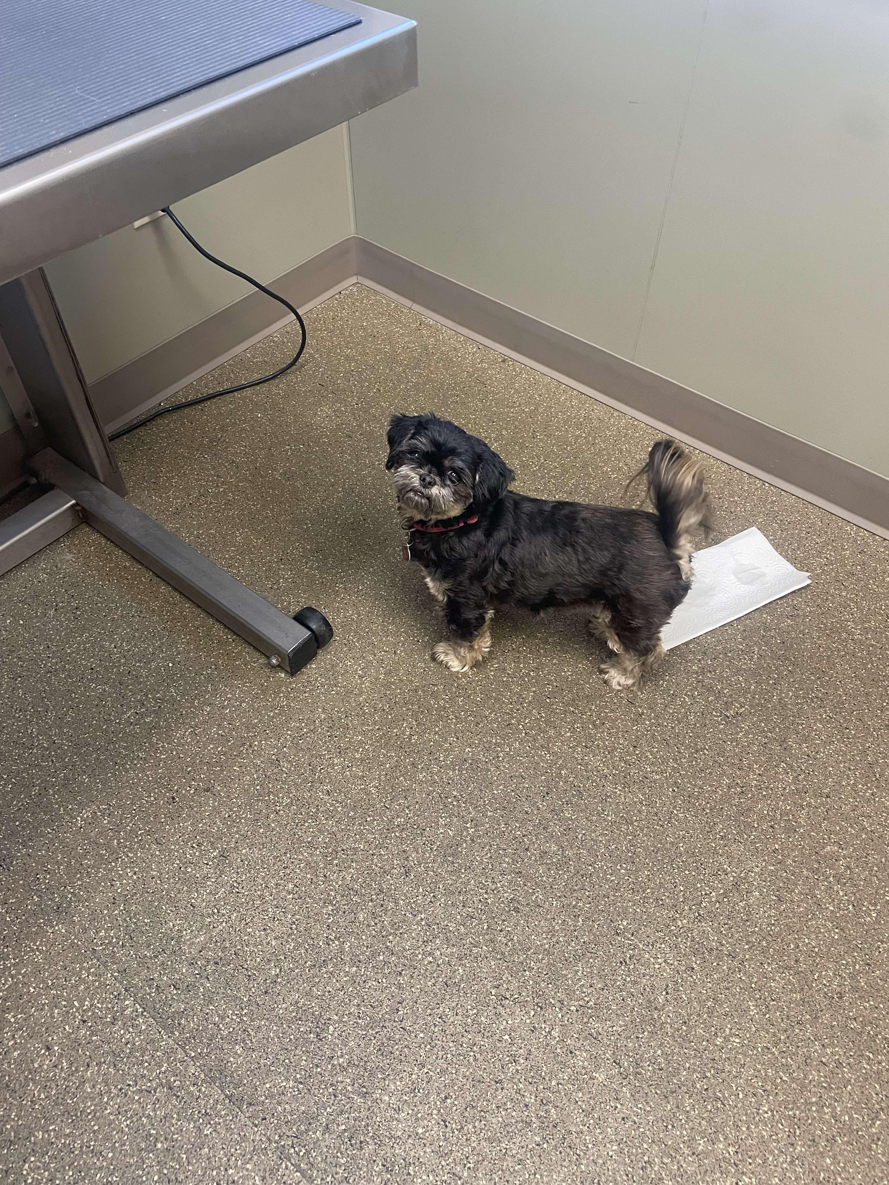 Enlarge Lola, a Adopted mixed breed in New Milford, CT image 2/6