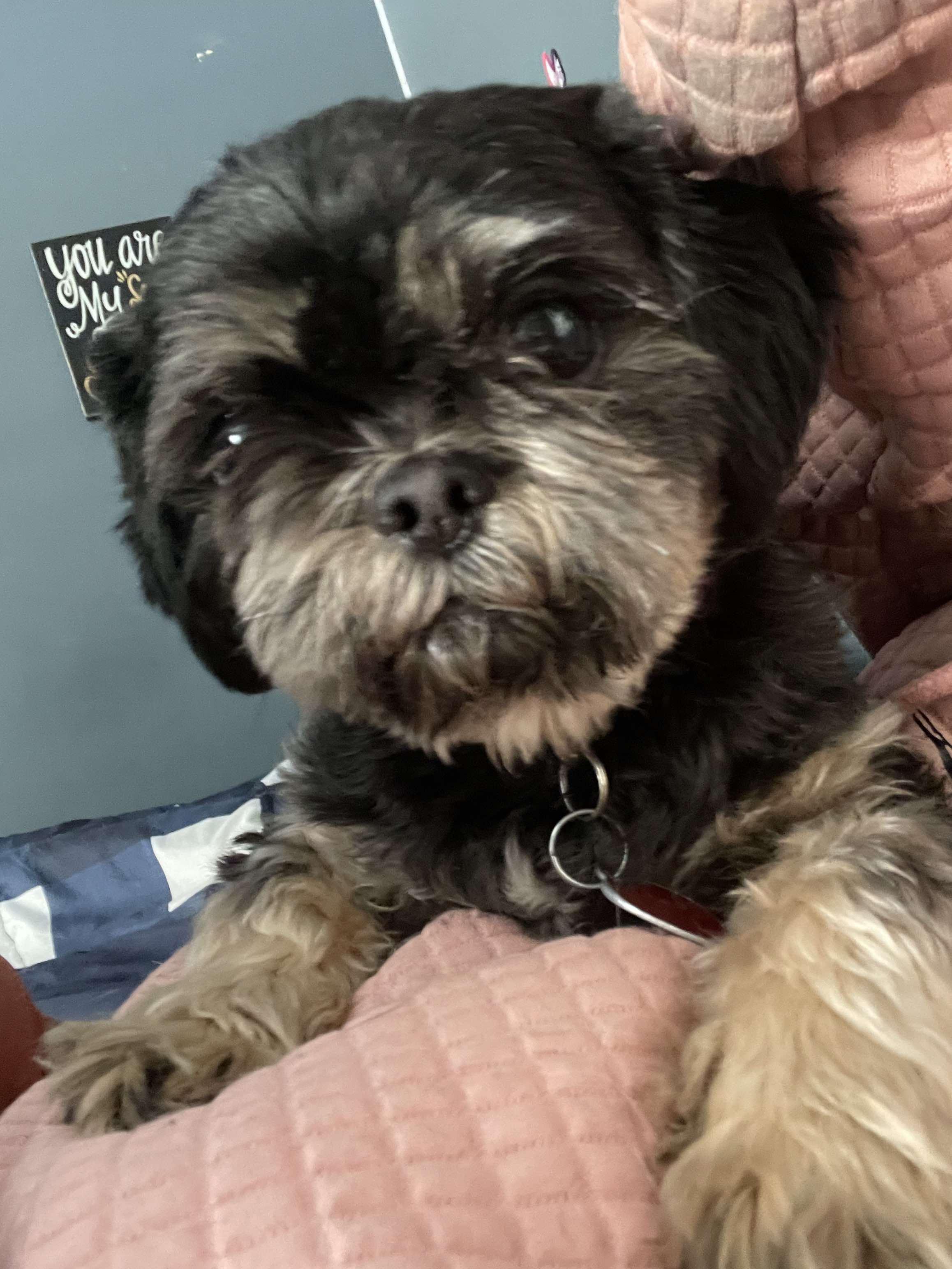 Enlarge Lola, a Adopted mixed breed in New Milford, CT image 3/6