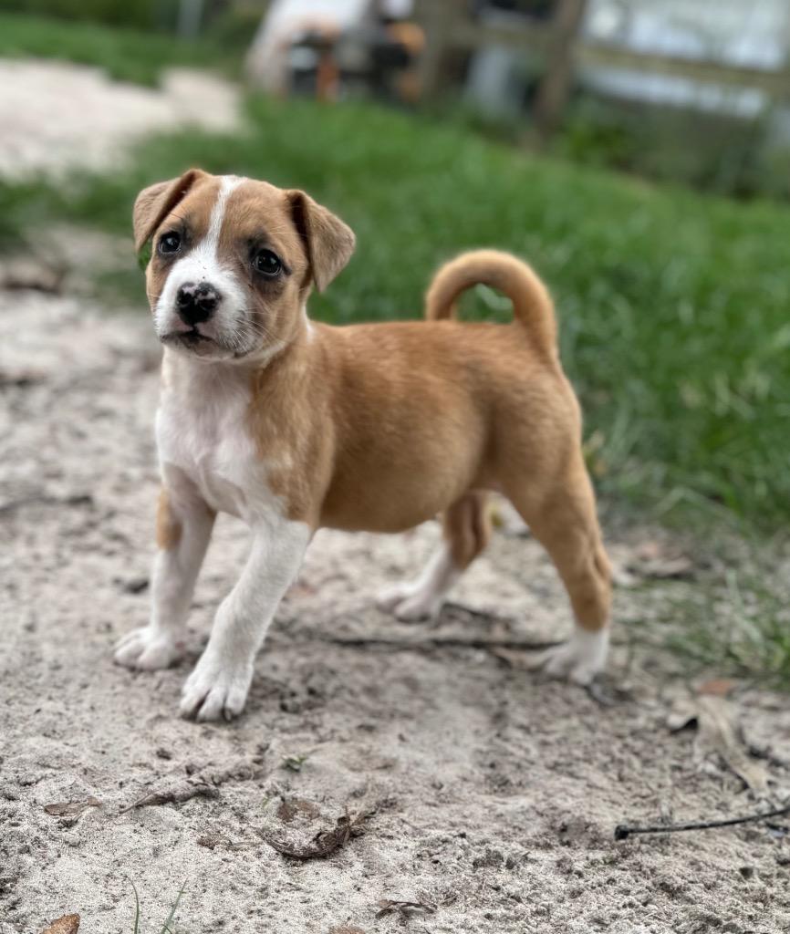 Enlarge Punky, a Adopted mixed breed in Waynesville, GA image 1/2