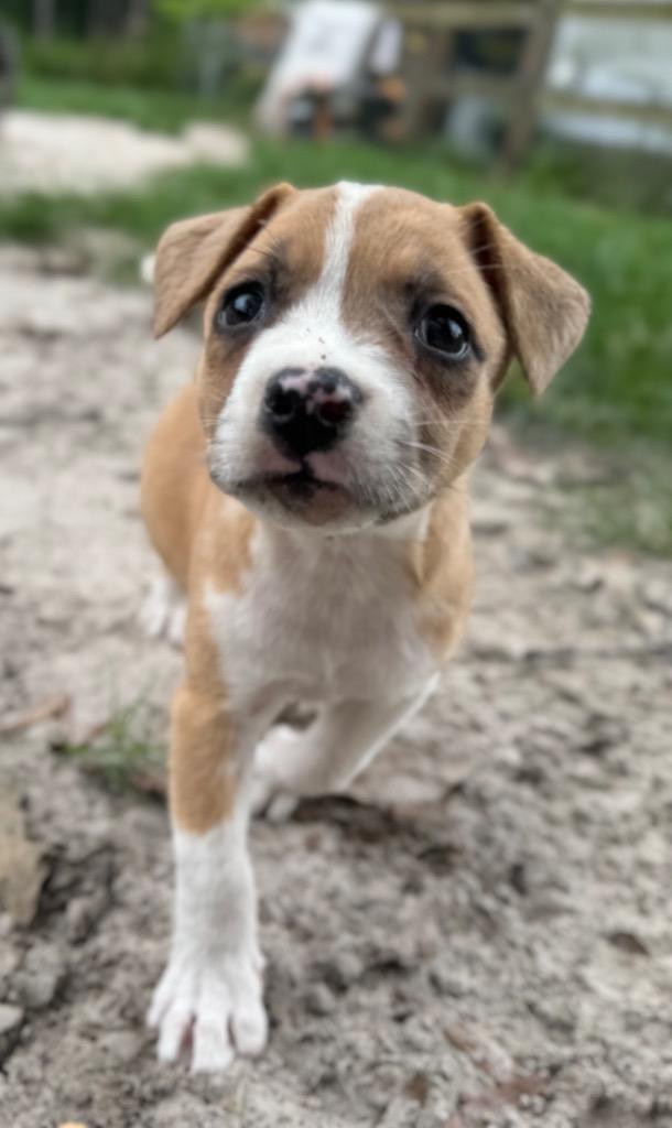 Enlarge Punky, a Adopted mixed breed in Waynesville, GA image 2/2