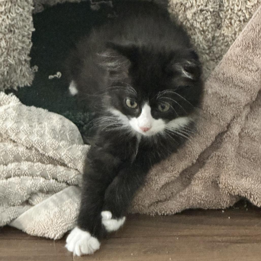 Panda, Adoptable, Kitten Male Domestic Medium Hair.