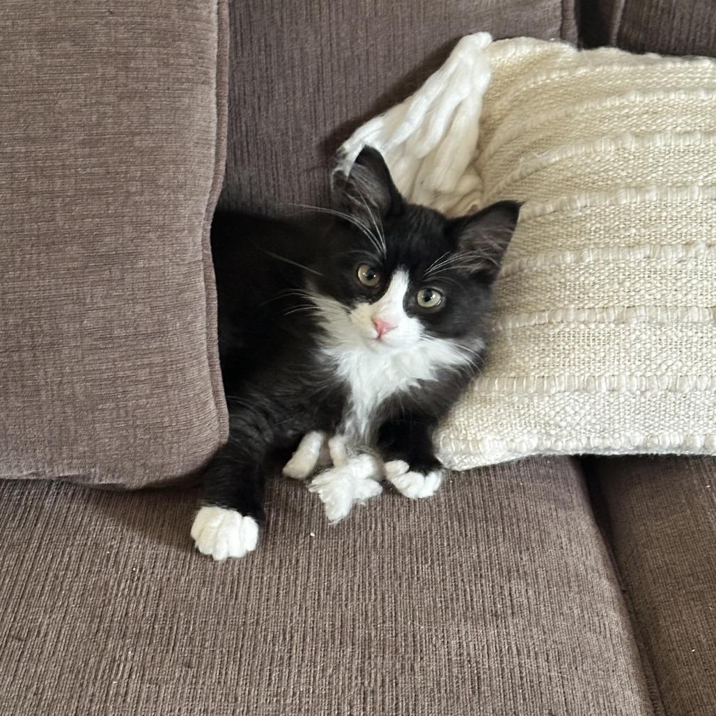 Enlarge Panda, a Adoptable Domestic Medium Hair in Santa Rosa, CA image 2/6