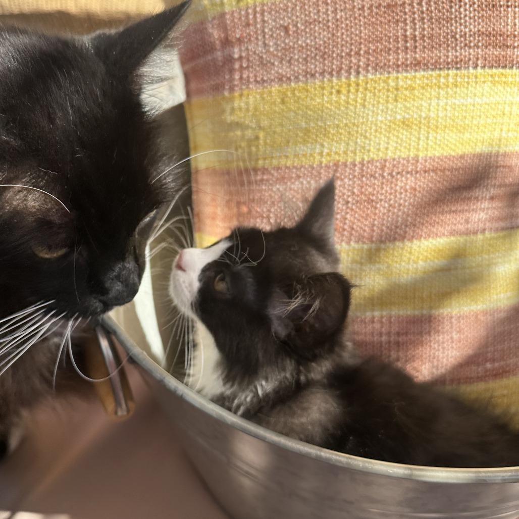 Enlarge Panda, a Adoptable Domestic Medium Hair in Santa Rosa, CA image 3/6