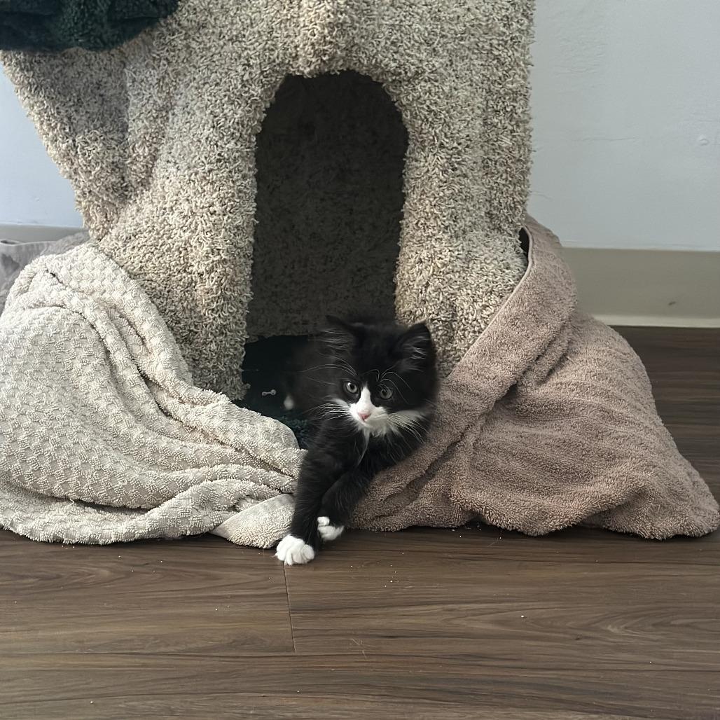 Enlarge Panda, a Adoptable Domestic Medium Hair in Santa Rosa, CA image 4/6