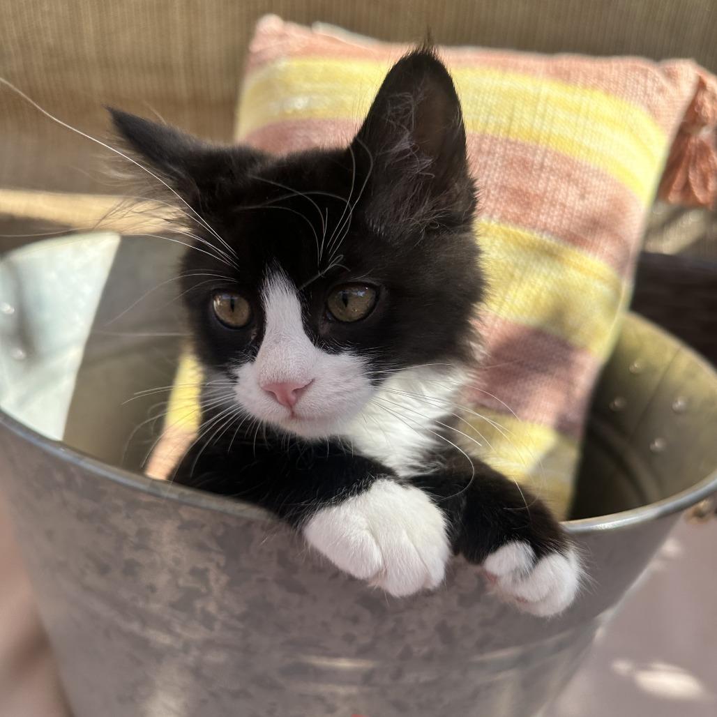 Enlarge Panda, a Adoptable Domestic Medium Hair in Santa Rosa, CA image 5/6