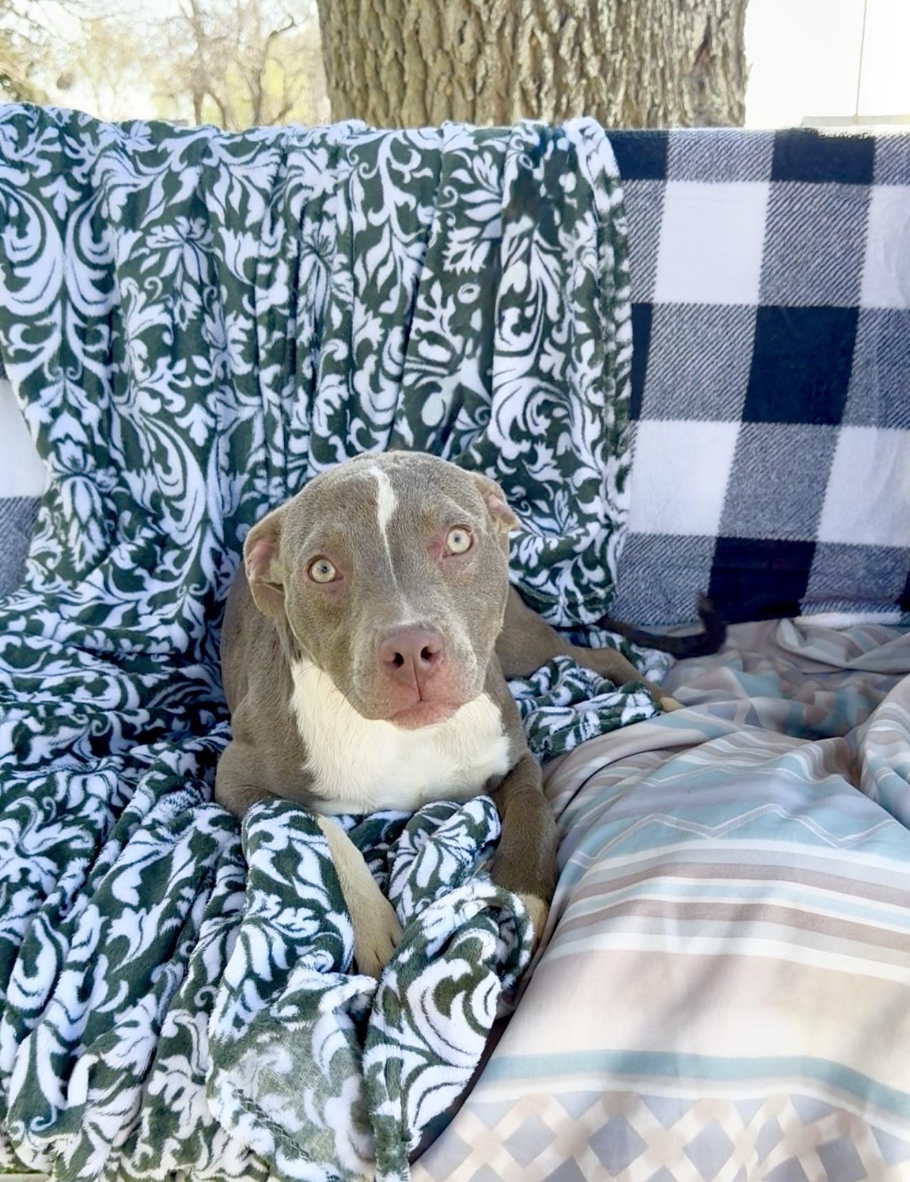 Enlarge Amazing Anna, a ADOPTABLE mixed breed in West Hartford , CT image 4/4