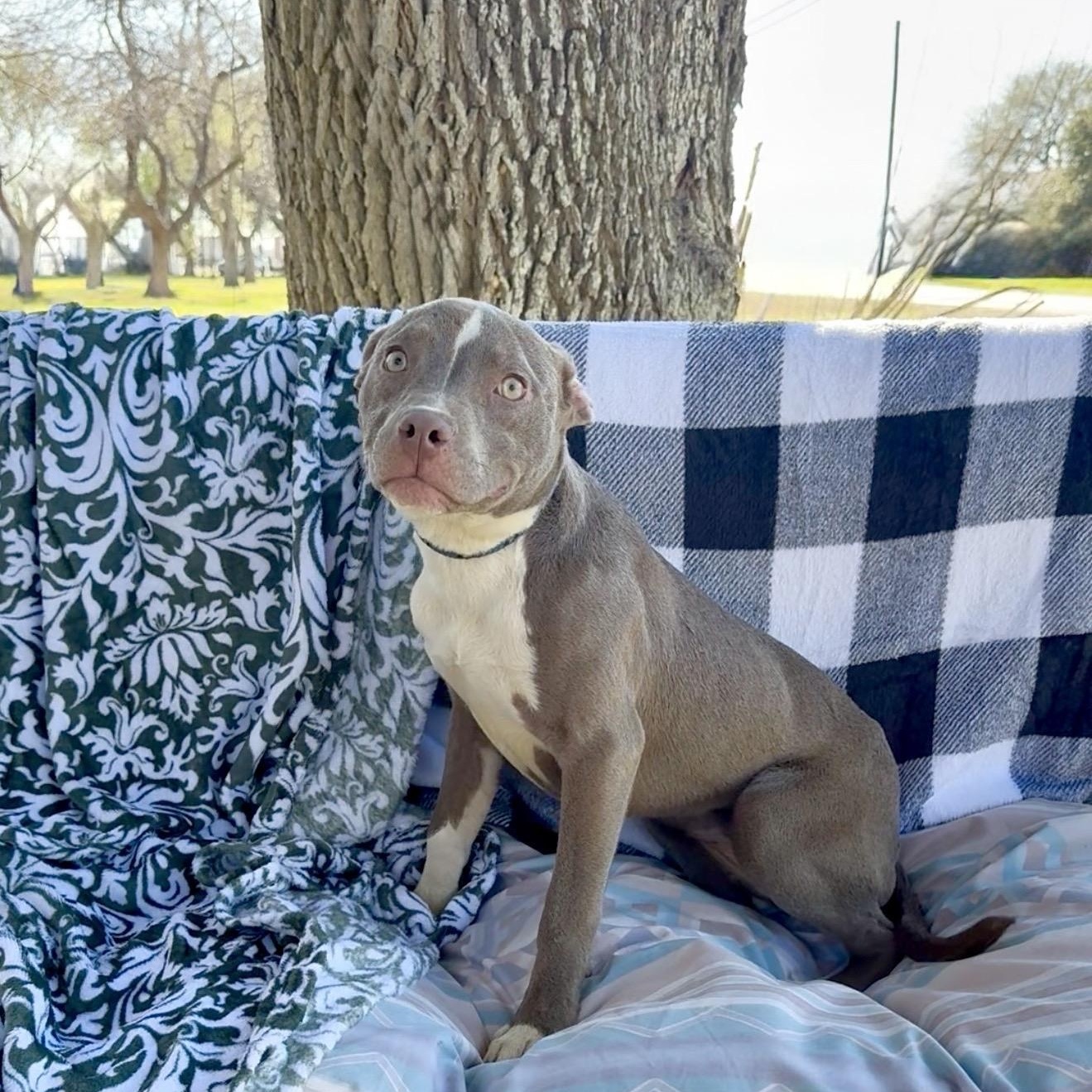 Enlarge Amazing Anna, a ADOPTABLE mixed breed in West Hartford , CT image 3/4