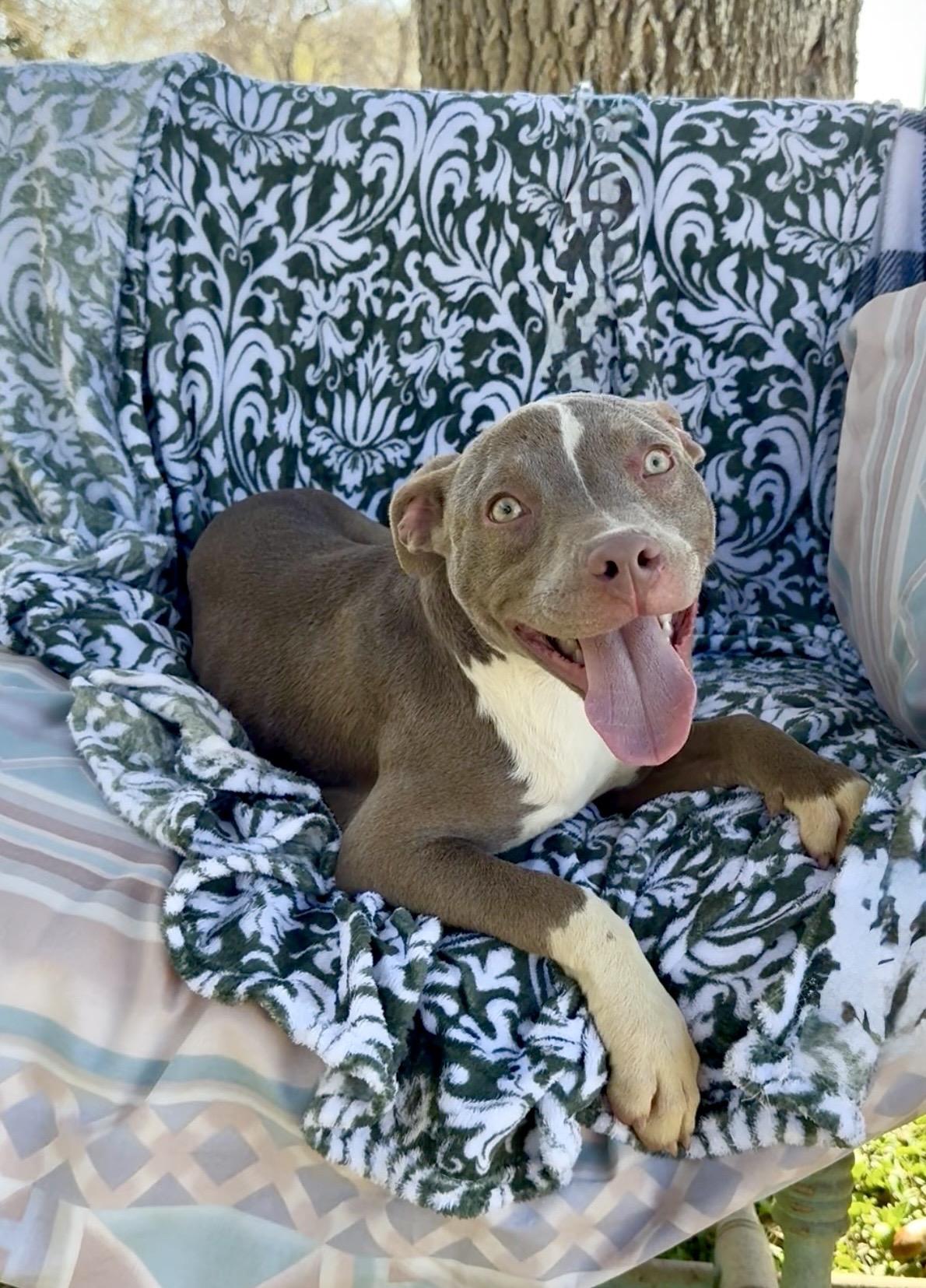 Enlarge Amazing Anna, a ADOPTABLE mixed breed in West Hartford , CT image 2/4