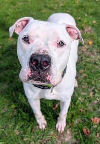 Enlarge BENJI, a Adoptable mixed breed in Akron, OH image 1/1
