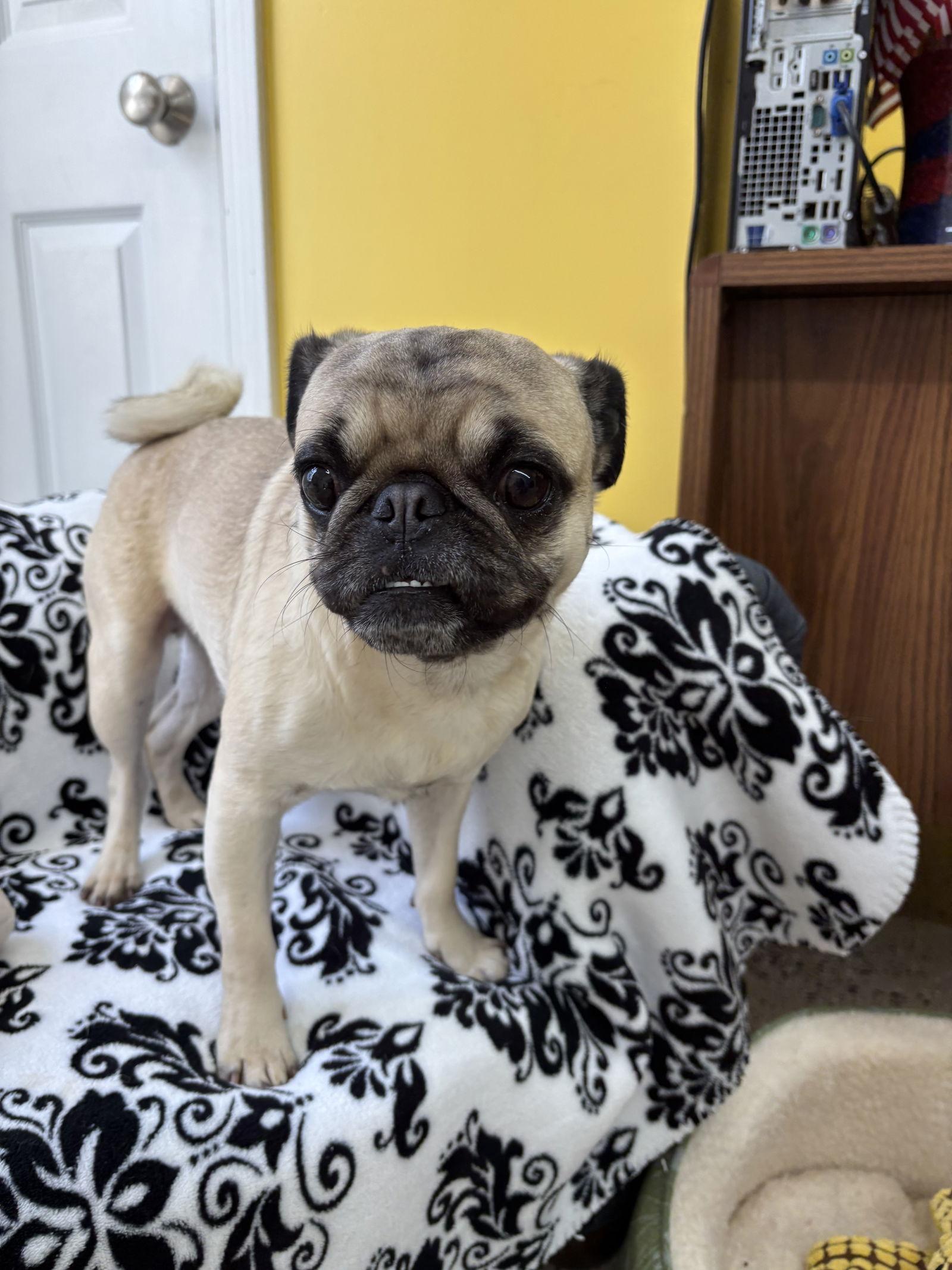 Enlarge Leo, a Adoptable Pug in York, SC image 3/3