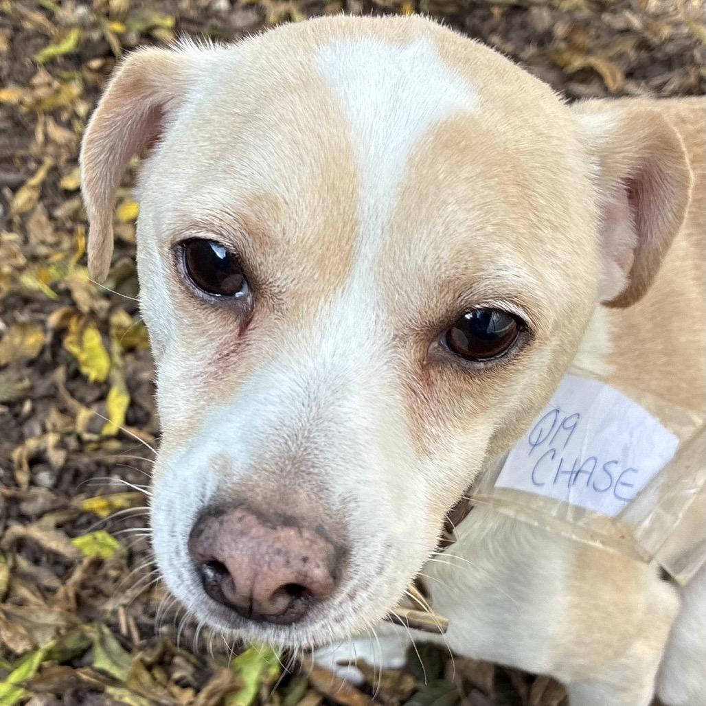 Enlarge Chase, a Adoptable mixed breed in Mundelein, IL image 1/1