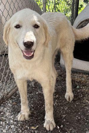 Evelyn, adopted, Young Female Labrador Retriever.