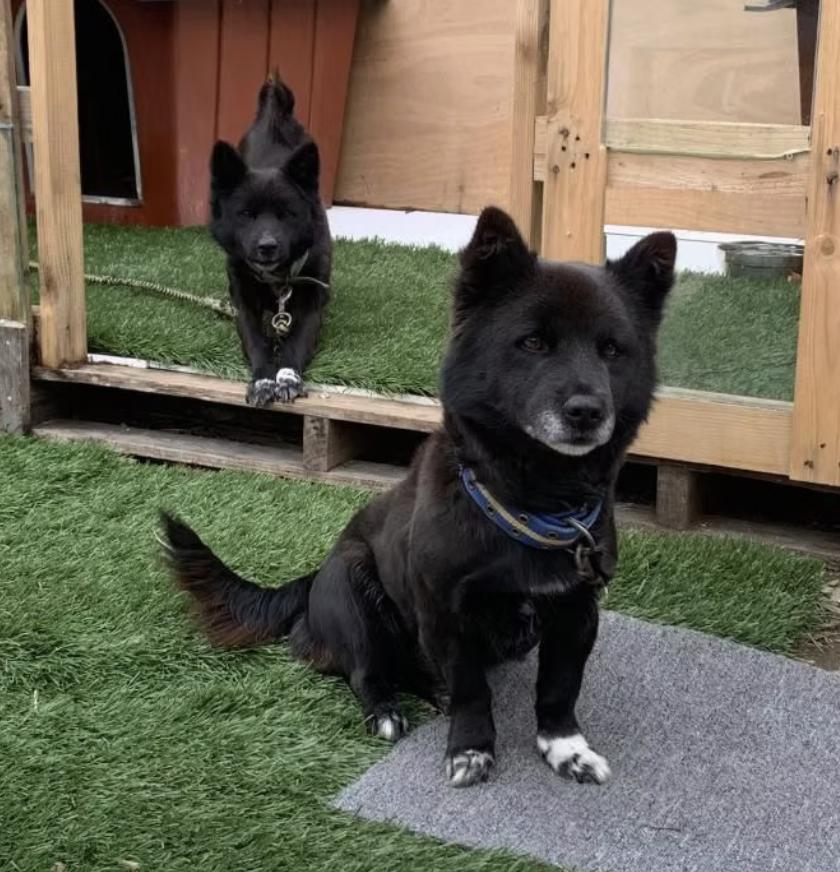 Taquito, an adopted mixed breed in Portland , OR image 6/6