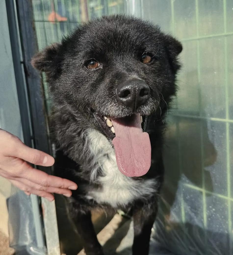 Taquito, an adopted mixed breed in Portland , OR image 1/6