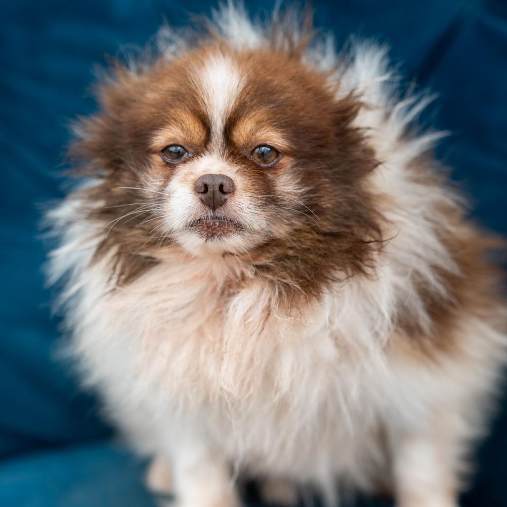 Cajun, ADOPTABLE, Adult Male Pomeranian.