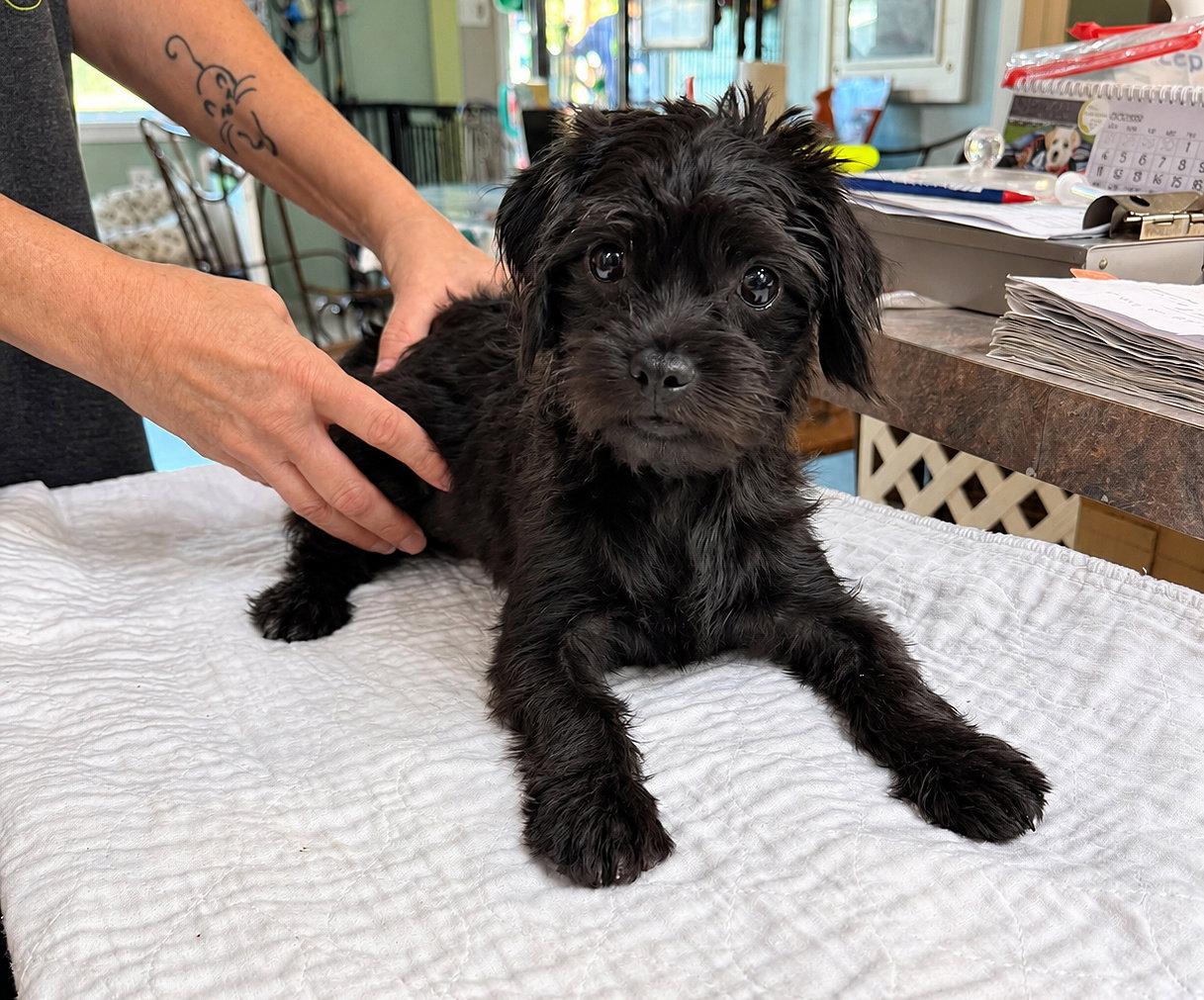 Babushka (NOT YET AVAILABLE), Adoptable, Young Female Pug & Poodle.