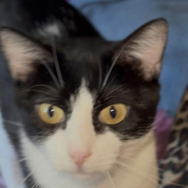 Annie, Adopted, Young Female Domestic Short Hair & Tuxedo.
