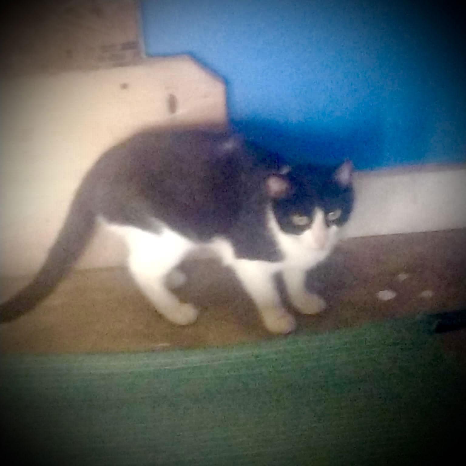 Annie, a Adopted mixed breed in Piedmont, MO image 3/3