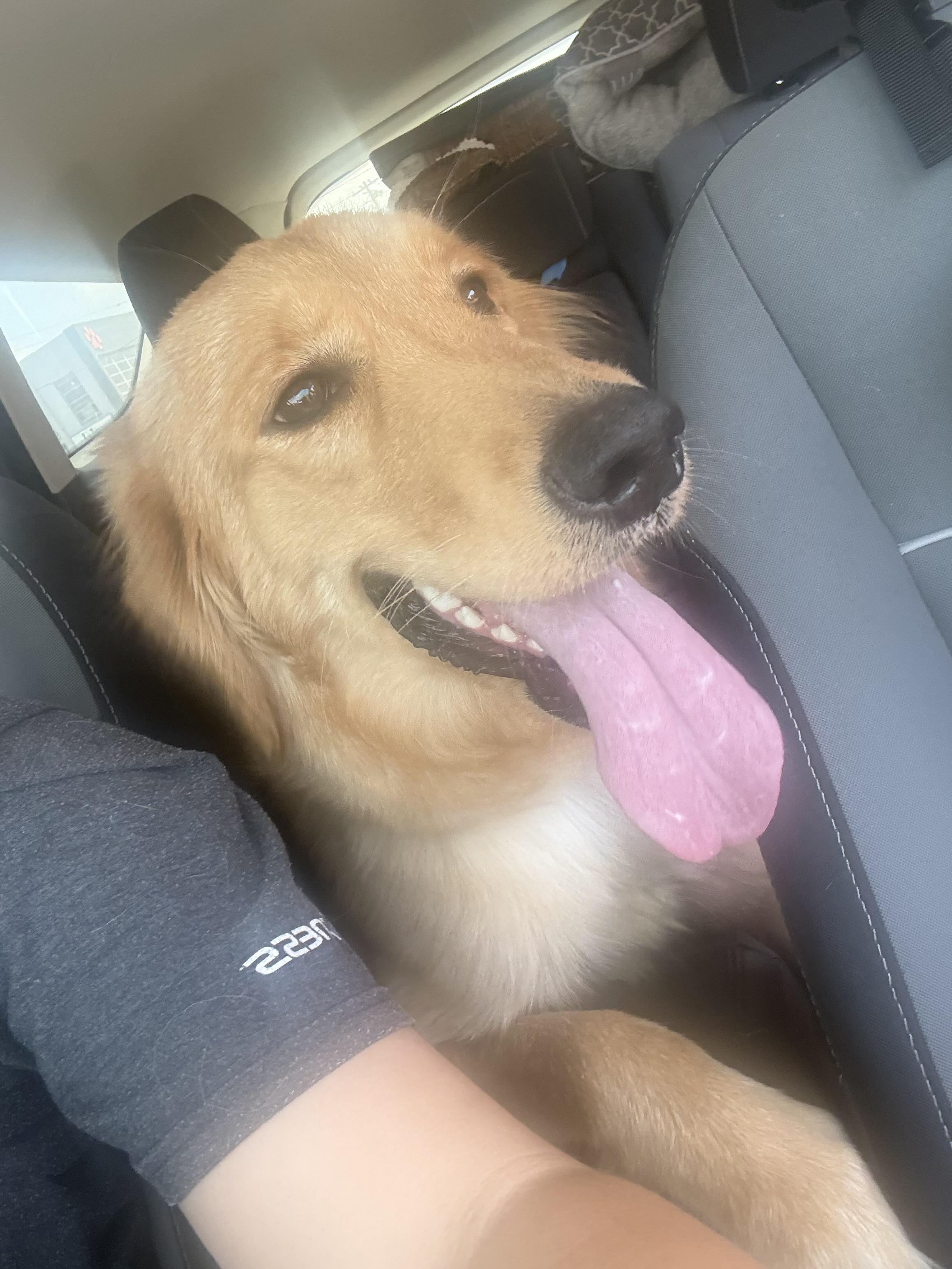 golden retriever puppy , an adopted Golden Retriever in Tustin, CA image 2/3