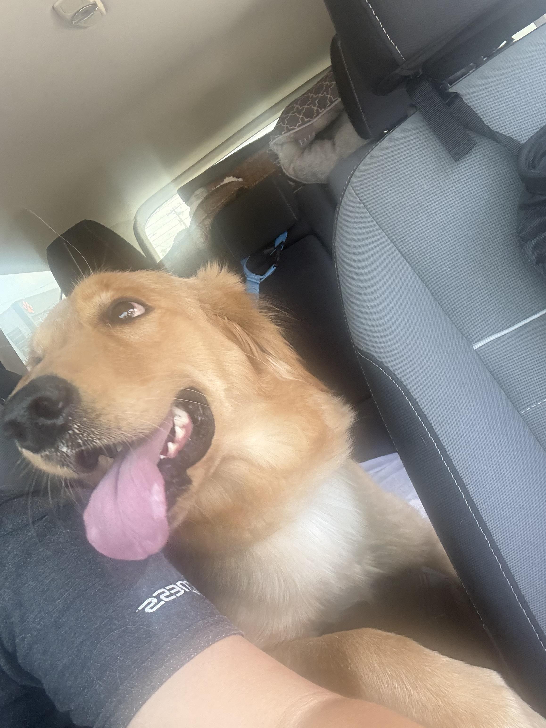 golden retriever puppy , an adopted Golden Retriever in Tustin, CA image 3/3