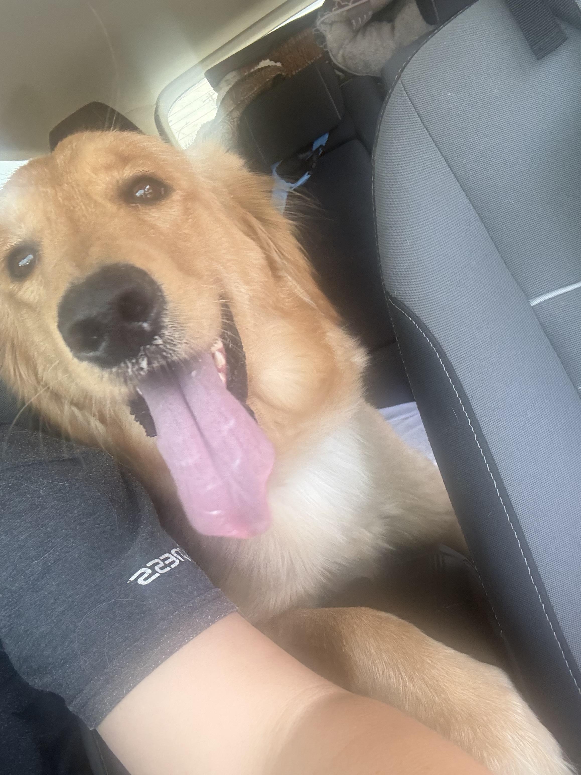 golden retriever puppy , adopted, Young Female Golden Retriever.