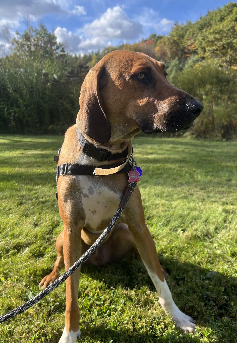 Enlarge Louie, a Adoptable mixed breed in Brownsville, VT image 1/1