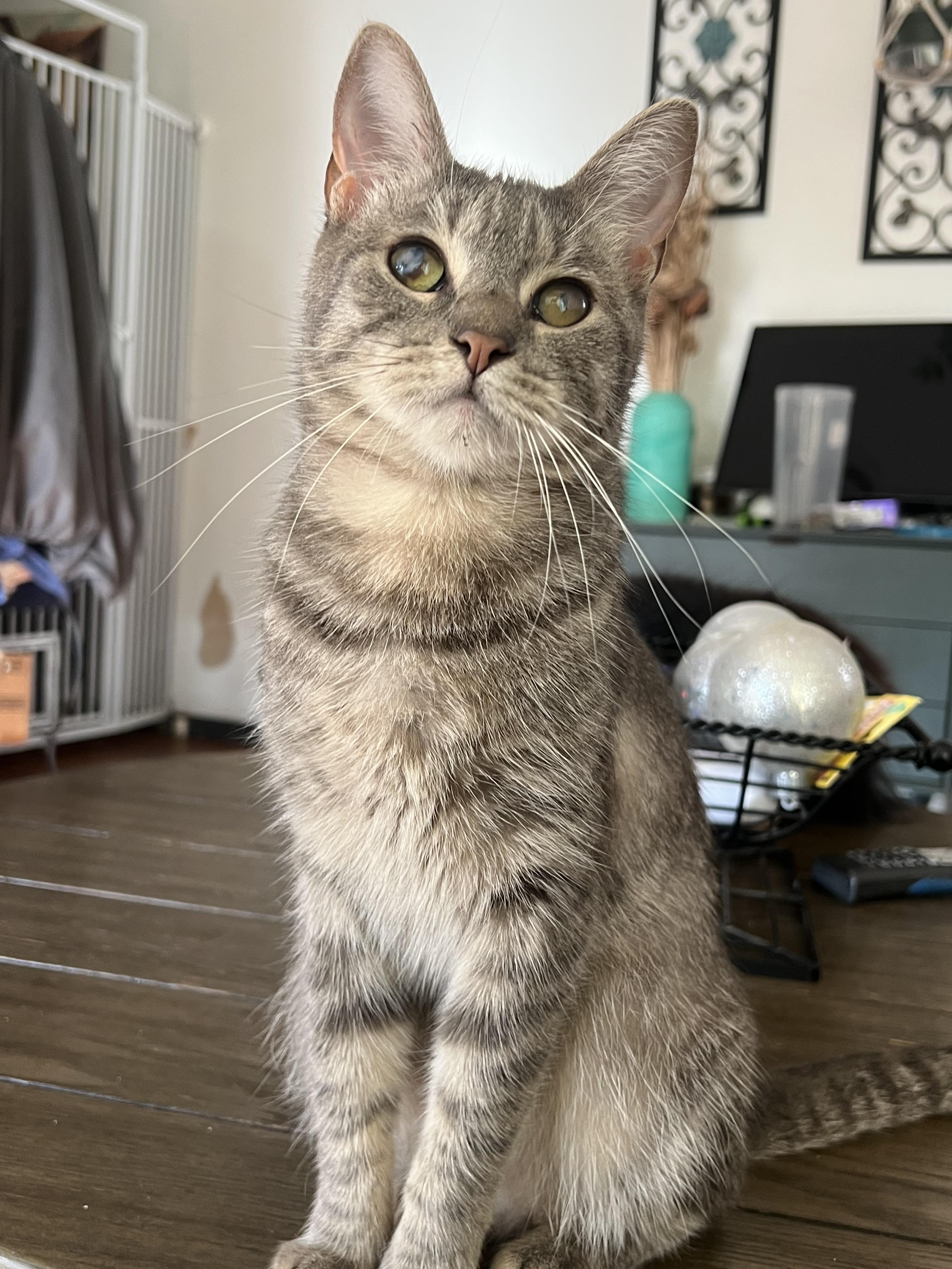 Enlarge Nova , an adopted Domestic Short Hair in San Jose, CA image 6/6