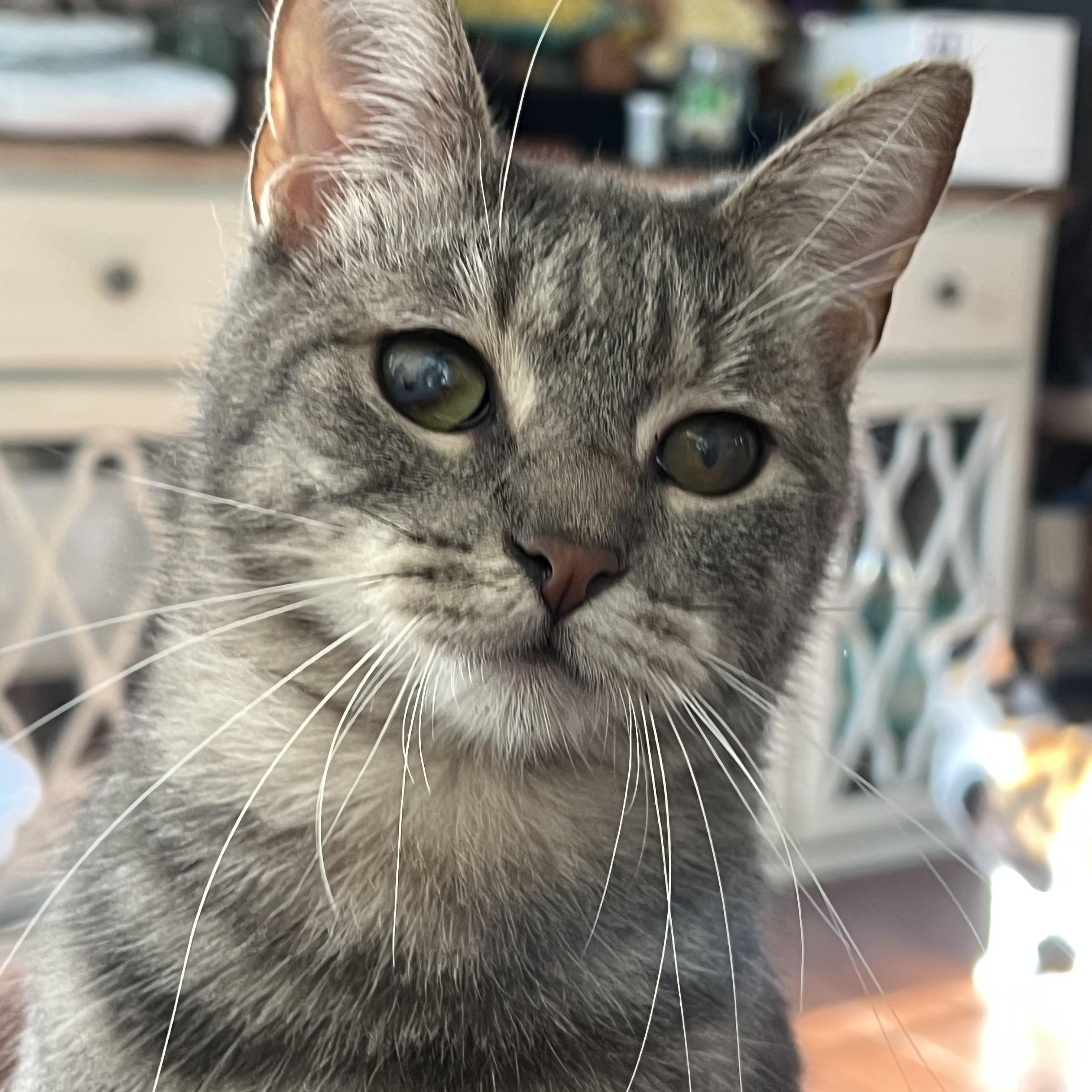 Nova , adopted, Adult Female Domestic Short Hair.