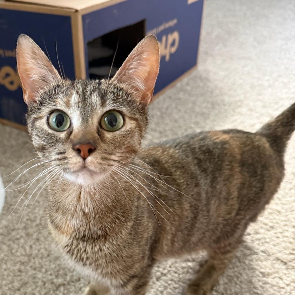 Thin Mint, a Adoptable Domestic Short Hair in Pittsburgh, PA image 1/4