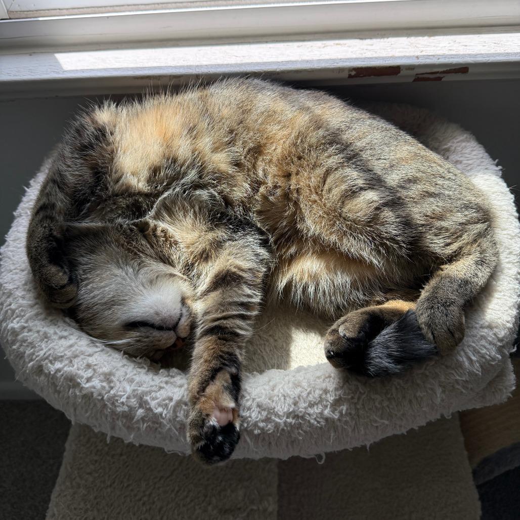 Enlarge Thin Mint, a Adoptable Domestic Short Hair in Pittsburgh, PA image 1/6