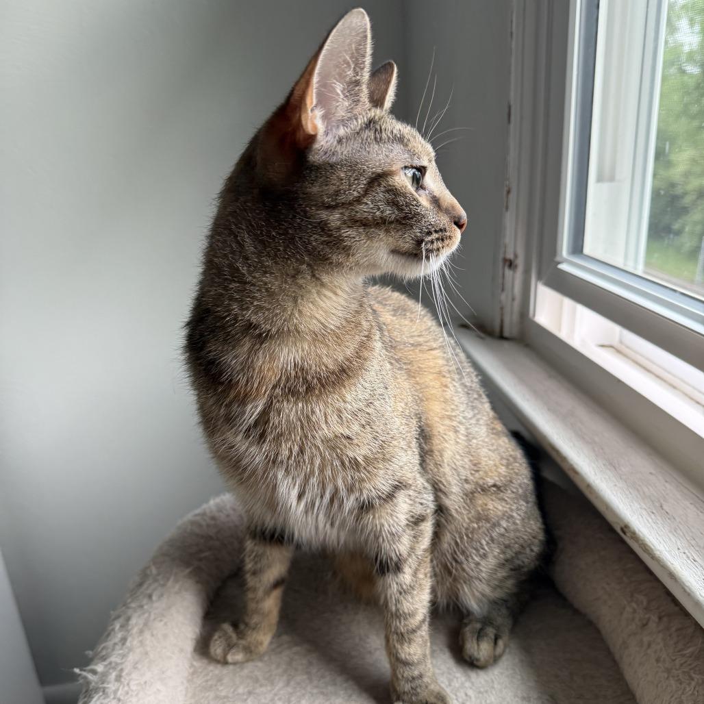 Thin Mint, a Adoptable Domestic Short Hair in Pittsburgh, PA image 2/4
