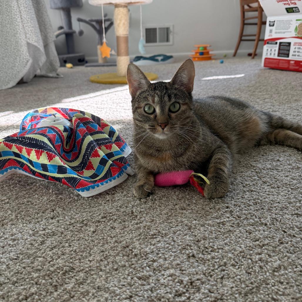 Enlarge Thin Mint, a Adoptable Domestic Short Hair in Pittsburgh, PA image 3/6