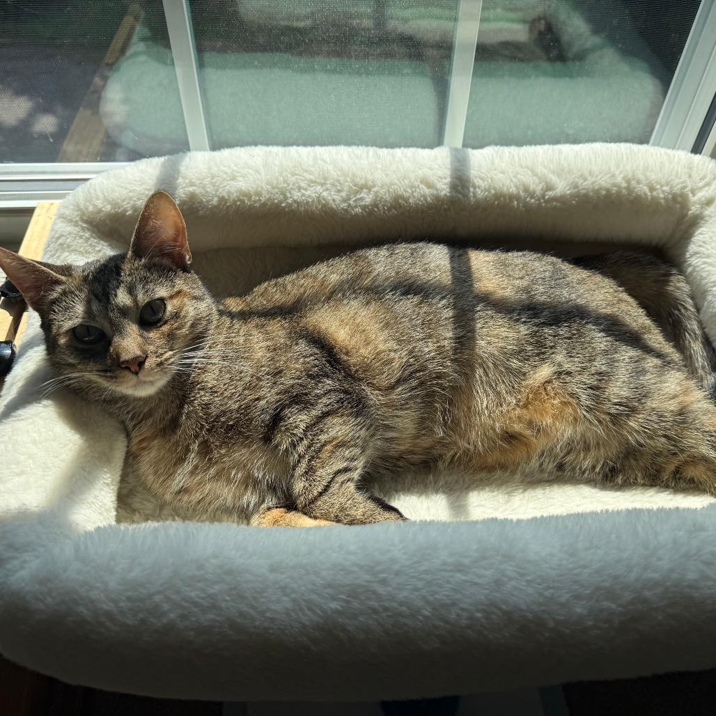 Enlarge Thin Mint, a Adoptable Domestic Short Hair in Pittsburgh, PA image 4/6