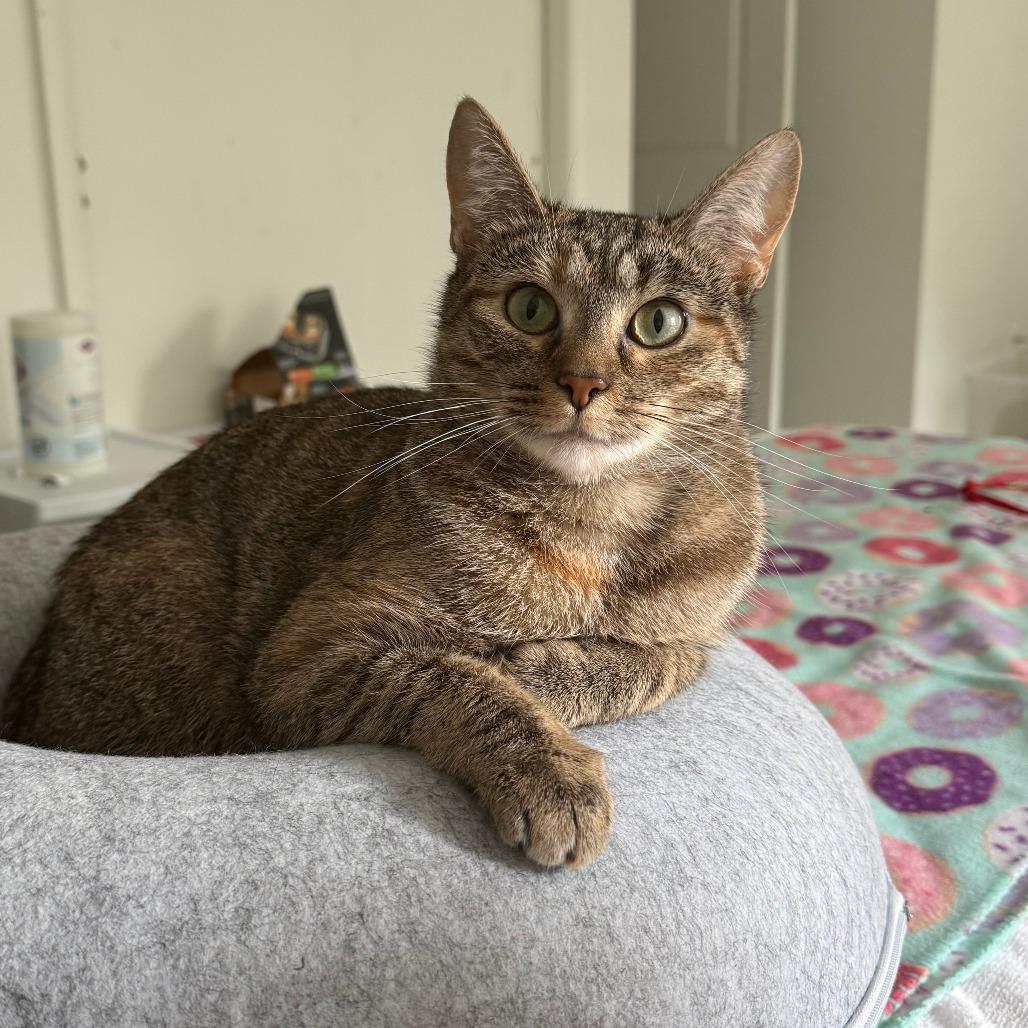 Enlarge Thin Mint, a Adoptable Domestic Short Hair in Pittsburgh, PA image 5/6