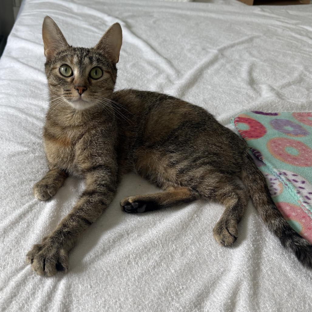 Thin Mint, a Adoptable Domestic Short Hair in Pittsburgh, PA image 3/4