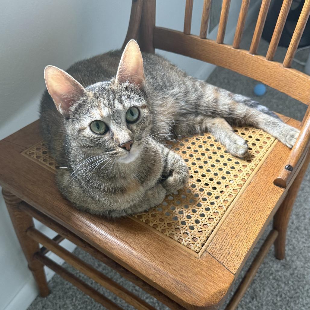 Thin Mint, a Adoptable Domestic Short Hair in Pittsburgh, PA image 4/4