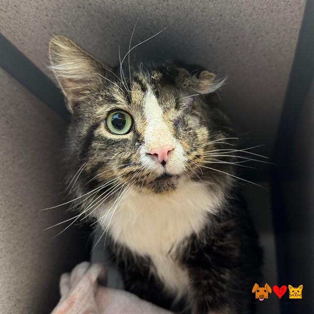 MARTIN, Adoptable, Adult Male Domestic Long Hair.