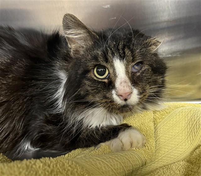 MARTIN, Adoptable, Adult Male Domestic Long Hair.