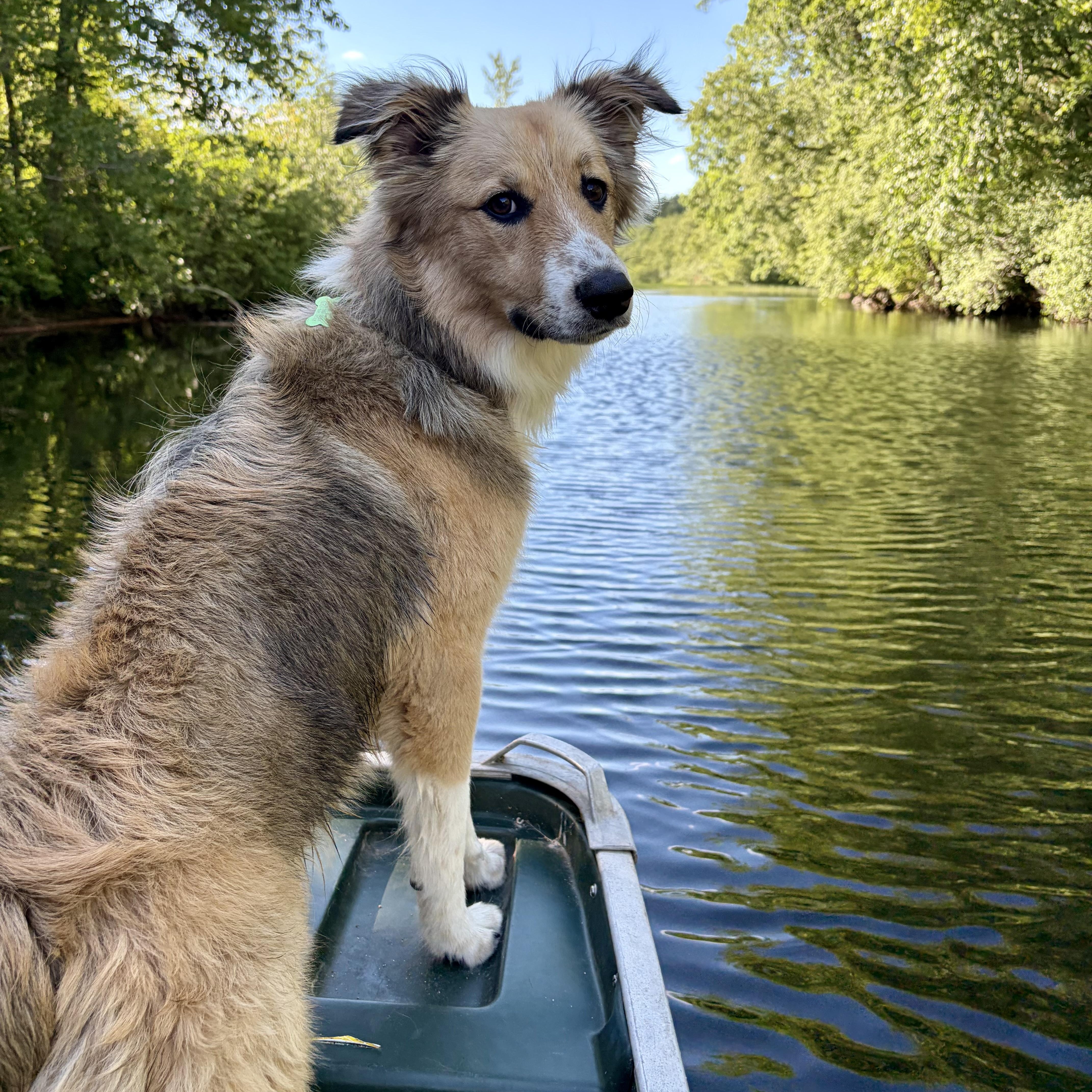 SNICKLE -Local, ADOPTABLE, Young Male Australian Shepherd.