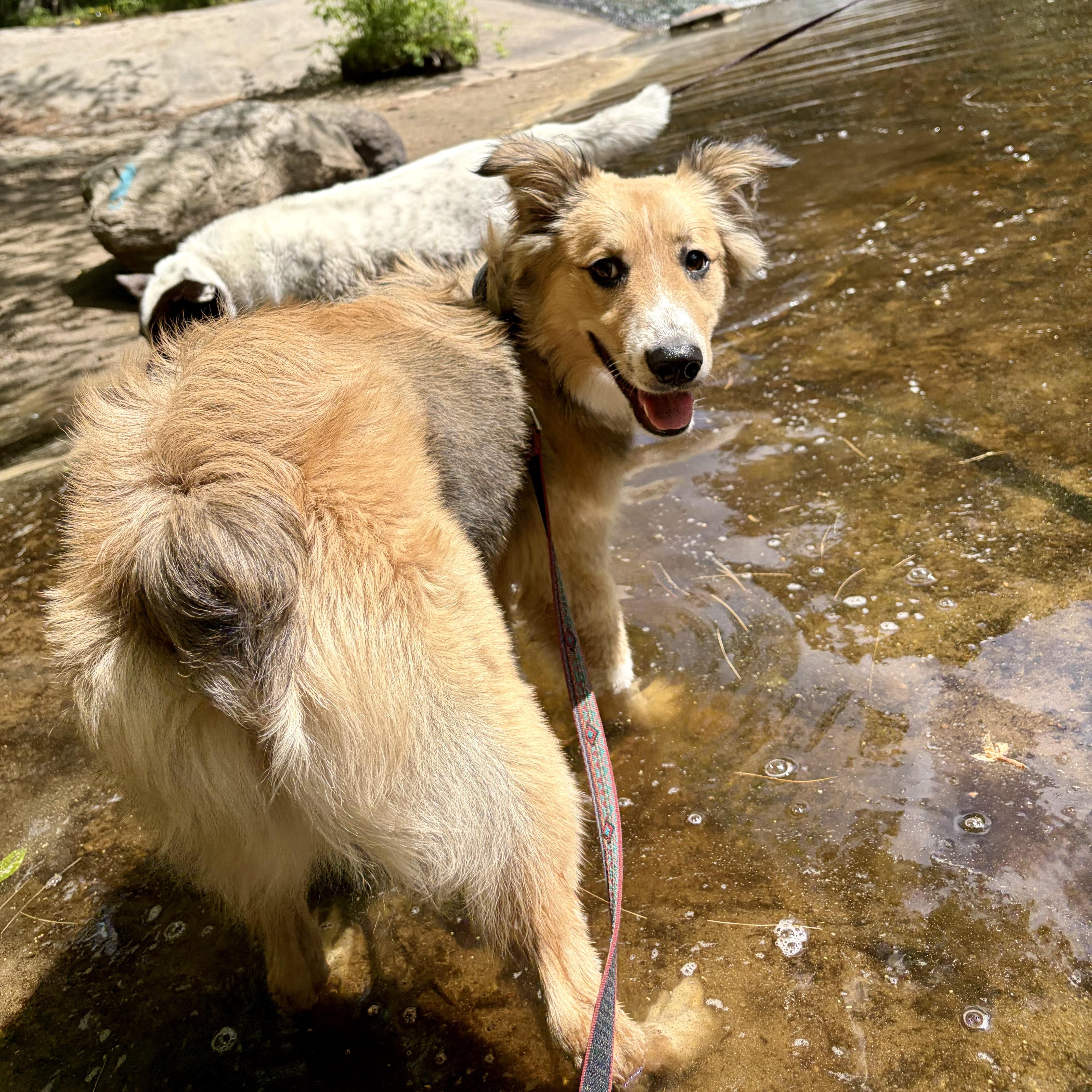 SNICKLE -Local, ADOPTABLE, Young Male Australian Shepherd.