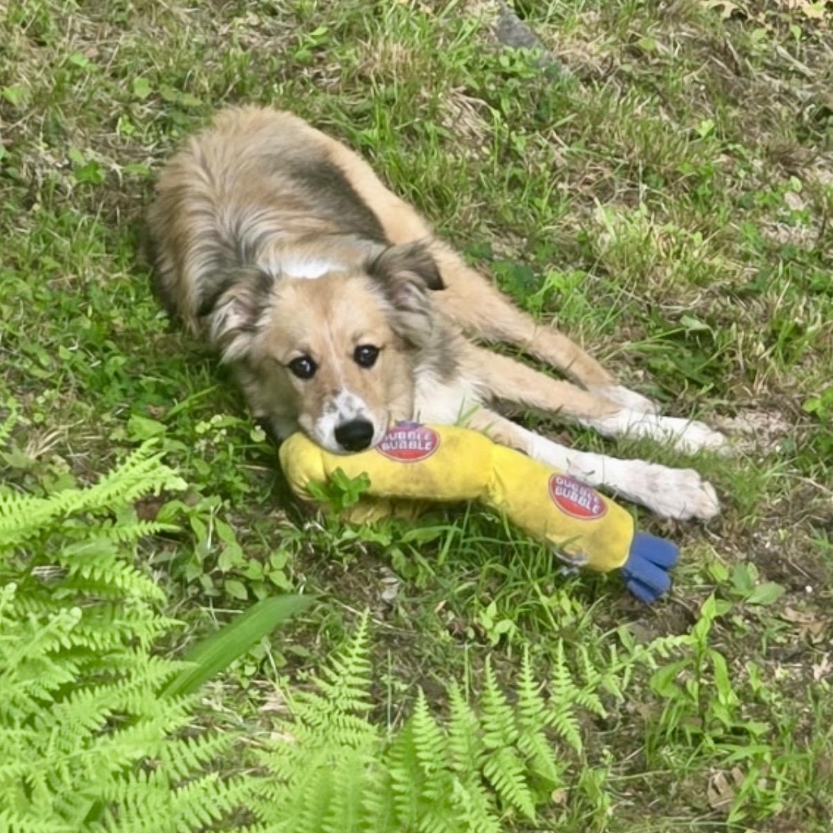 SNICKLE -Local, a ADOPTABLE mixed breed in Warwick, RI image 6/6
