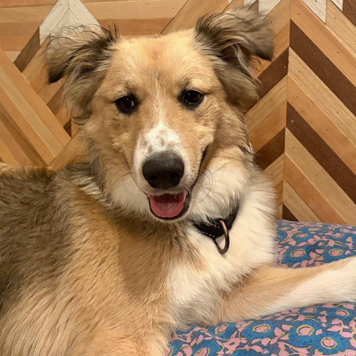 SNICKLE -Local, a ADOPTABLE mixed breed in Warwick, RI image 2/6