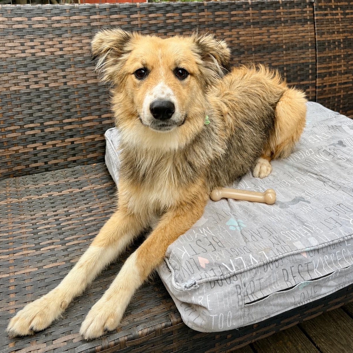 SNICKLE -Local, a ADOPTABLE mixed breed in Warwick, RI image 4/6
